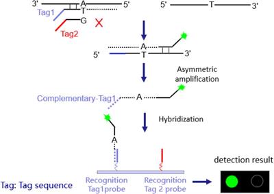 A Chip for Detecting Tuberculosis Drug Resistance Based on Polymerase Chain Reaction (PCR)-Magnetic Bead Molecule Platform